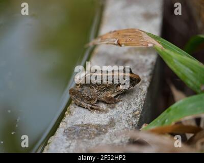 Baby Common tree frog on gray color wall with water and natural green background , Small amphibians in tropical Asia , Thailand Stock Photo