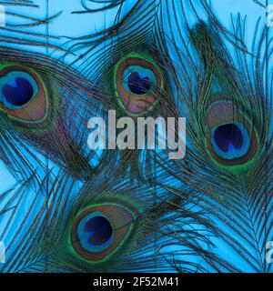 Four peacock feathers on a blue wooden background. Stock Photo