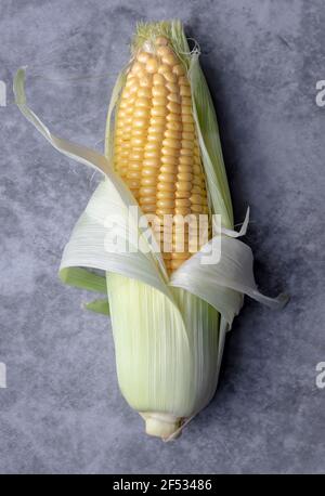 One Fresh harvest corn cob showing leaves and corn, isolated on gray background. Stock Photo