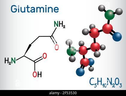 Glutamine (Gln , Q) amino acid molecule.  Structural chemical formula and molecule model. Vector illustration Stock Vector