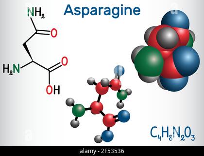 Asparagine (L-asparagine , Asn, N) amino acid molecule. It is is used in the biosynthesis of proteins.  Structural chemical formula and molecule model Stock Vector