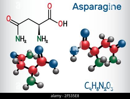 Asparagine (L-asparagine , Asn, N) amino acid molecule. It is is used in the biosynthesis of proteins.  Structural chemical formula and molecule model Stock Vector