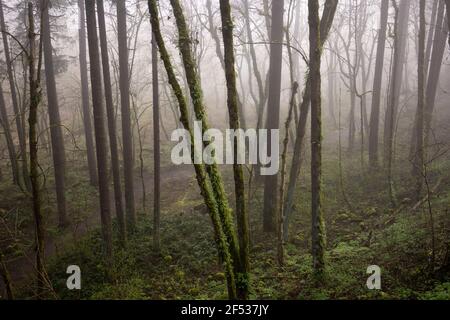 Trail winding through the moss-covered Pacific Northwest temperate rainforest in the early morning fog. Stock Photo