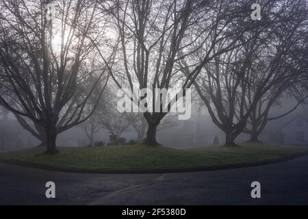 Neighborhood greenspace in the early morning fog. Stock Photo