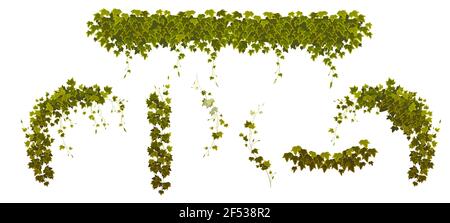 Premium Vector  Ivy vines with green leaves of creeper plant botanical  decorative design elements isolated on background vector illustration
