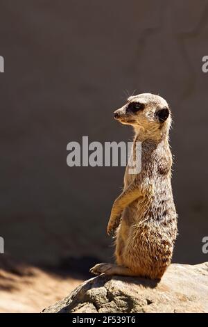 A single meerkat, suricata suricatta, against a stone wall standing on guard on a rock watching for danger. Stock Photo
