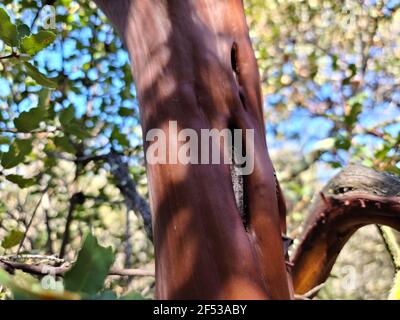 Smooth furrowed bark of Glandular Manzanita, Arctostaphylos Glandulosa, Ericaceae, native shrub in Topanga State Park, Santa Monica Mountains, Winter. Stock Photo
