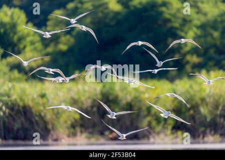 a flock of river gulls flies over the water. Stock Photo