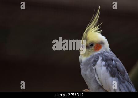 The cockatiel also known as miniature cockatoo or weero and also the quarrion (Nymphicus hollandicus).  with closed eyes Stock Photo