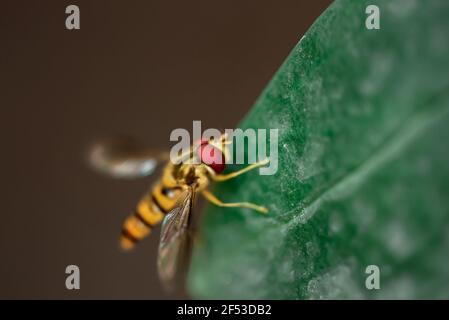Macro photograph of a yellow Dragonfly with red eyes Stock Photo
