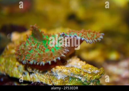 Close up side view of Hairy Mushroom Coral ,Rhodactis indosinensis in a solt water aquarium colered fluorescent green and bourne. Stock Photo