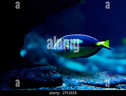 Paracanthurus hepatu - Palette surgeon fish, blue tang, regal tang, flag tail surgeon fish, yellow-tail blue tang, hippo tang Stock Photo