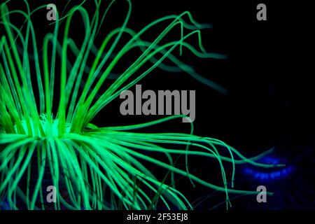 Phosphoric bio fluorescent  green coral Sea anemone in dark blue sea water. Stock Photo