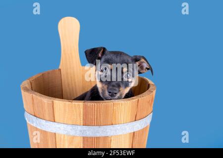 Jack Russell Terrier puppy, 2 months old. Dog sits in a wooden sauna bucket, blue background. Selective focus Stock Photo