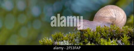 Macro photography Snail or slug shell on green Mosses. Stock Photo