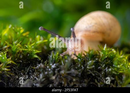 Macro photography Snail or slug shell on green Mosses. Stock Photo