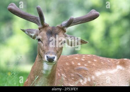 European roe deer Capreolus capreolus Sitting or lying on the grass with  blurred green  background . Stock Photo