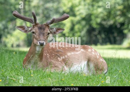 European roe deer Capreolus capreolus Sitting or lying on the grass with  blurred green  background . Stock Photo