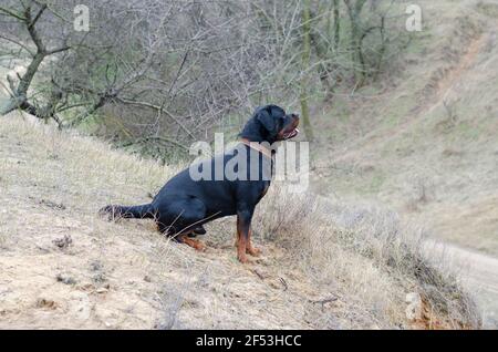 Side view of a sitting dog with a tail. A stately Rottweiler in a wide leather collar sits in front of a ravine. Four-year-old Male. Small drops of ra Stock Photo