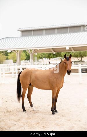 Al Shaqab Horse Racing Academy & Ottoman Stables, Doha, Qatar Stock Photo