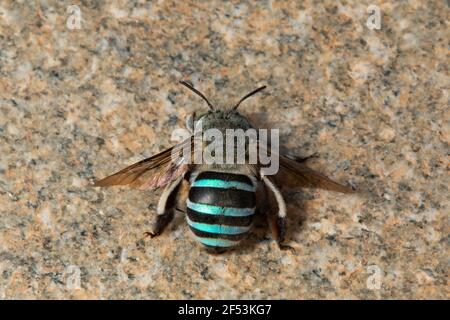 Amegilla cingulata is a species of blue-banded bees that is native to Australia and occurs in many other regions Stock Photo