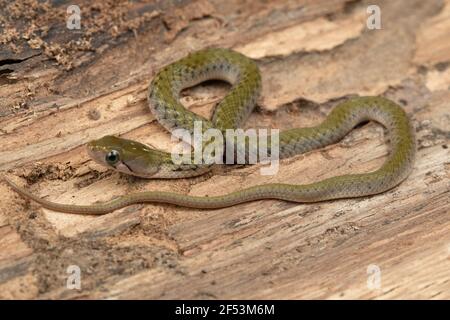 The checkered keelback, Fowlea piscator, also known commonly as the Asiatic water snake, Subfamily Natricinae of the family Colubridae. Endemic to Asi Stock Photo