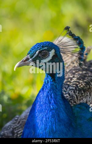 Peafowl is a common name for three bird species in the genera Pavo and Afropavo of the family Phasianidae with Colour and pattern variations Stock Photo