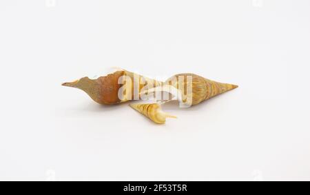 sea shells isolated on white background Stock Photo
