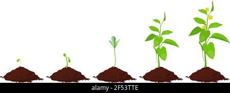 Stages of plant growth in the ground Stock Vector
