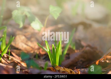 Close up of early sprouting Bluebell shoots just starting to break through the soil ready for spring in oak woodland. Concept of eternal new life. Stock Photo