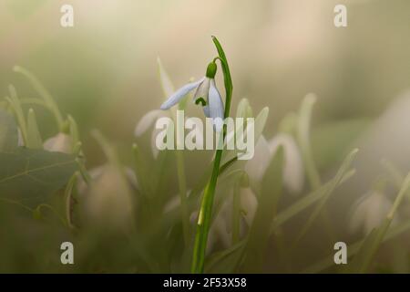 Close up of snowdrop flower at early spring. Concept of eternal new life. Stock Photo