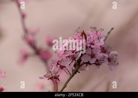 Close up of apple flower on a tree branch at early spring. Concept of eternal new life. Stock Photo