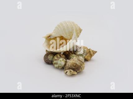sea shells isolated on white background Stock Photo