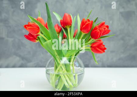 Bouquet of red tulips in a vase on a gray background. Spring festive mood. Stock Photo