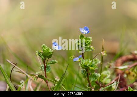 Close up of Speedwell flower at early spring. Concept of eternal new life. Stock Photo