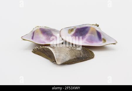 sea shells isolated on white background Stock Photo