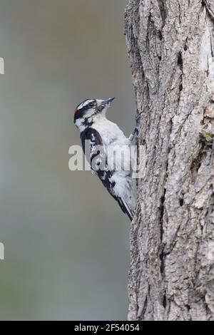 Downy WoodpeckerPicoides pubescens Ontario, Canada BI027856 Stock Photo