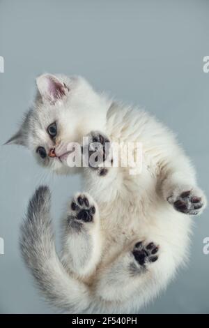 Funny white British kitten on a gray background. Bottom view. Unusual angle. Selective focus. Stock Photo