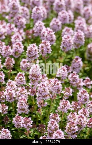 Thymus vulgaris. English Thyme; Common Thyme. Pale purple flowers Stock Photo