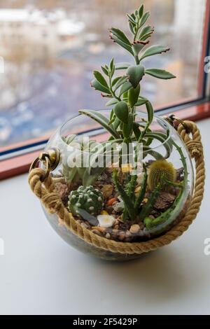 Mini cactus garden in a glass vase on the windowsill in the office. Florarium from decorative cacti Stock Photo