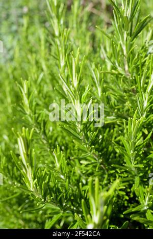 Medicinal plant, Rosmarinus officinalis, Rosemary also known as Old Man, Rose of the Sea, Southernwood. Foliage