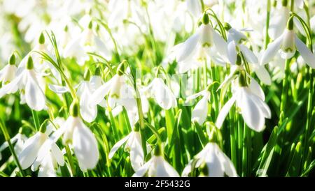 Early spring snowdrops in Cathkin Braes Country Park, Glasgow, Scotland. Stock Photo