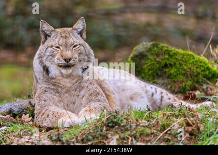 Eurasian lynx (Lynx lynx) close up, relaxed resting wild cat in captivity, Europe Stock Photo