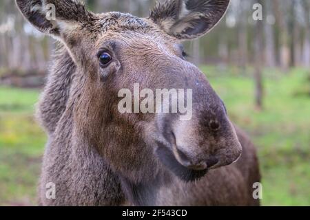 Elk, also called moose, cow, (alces alces) female, close up, wildlife park, Europe Stock Photo