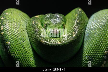 Green tree python (Morelia viridis), snake, close up Stock Photo