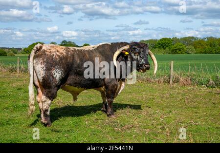 English Longhorn bull with magnificent long curved horns.Scientific name: Bos primigenius). Large brown and white bull free roaming on common grazing Stock Photo