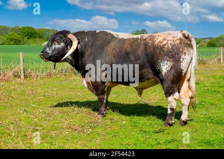 English Longhorn bull with magnificent long curved horns.Scientific name: Bos primigenius). Large brown and white bull free roaming on common grazing Stock Photo