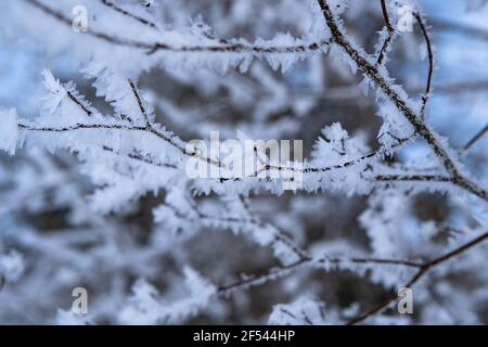 Tree branch covered with snow and frost in the winter forest. Winter Background Stock Photo