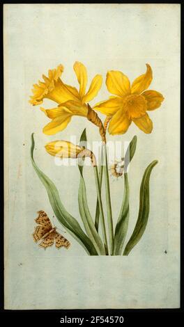 maria-sibylla-merian-1647-1717