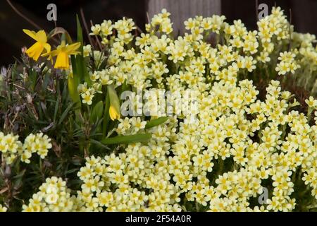 Delosperma nubigenum (Hardy Yellow Ice Plant) a mat-forming succulent with fleshy, green leaves and  pale yellow, daisy-like flowers. Stock Photo